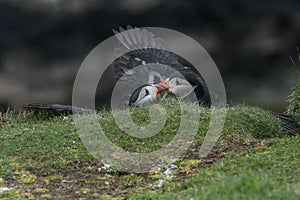 Puffins Fighting