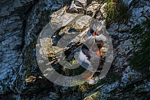 Puffins, Fratercula arctica, rubbing beaks with courtship behaviour