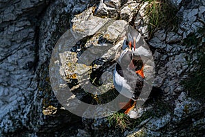 Puffins, Fratercula arctica, rubbing beaks with courtship behaviour