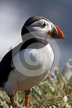 Puffins (Fratercula arctica) - Scotland photo