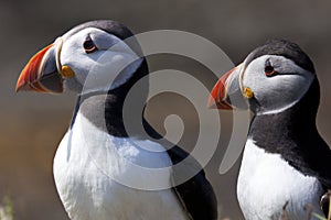 Puffins (Fratercula arctica) - Scotland photo