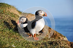 Puffins, Iceland photo