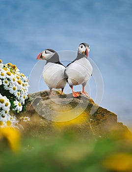 Puffins in Iceland. Seabirds on sheer cliffs. Birds on the Westfjord in Iceland. Composition with wild animals. photo