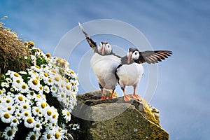 Puffins in Iceland. Seabirds on sheer cliffs. Birds on the Westfjord in Iceland. Composition with wild animals.
