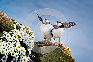 Puffins in Iceland. Seabirds on sheer cliffs. Birds on the Westfjord in Iceland. Composition with wild animals. photo