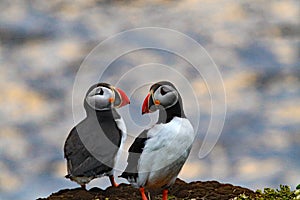 Puffins in Iceland are seen frequently.