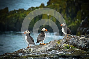 Puffins on Isle of May