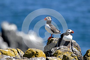 Puffins on Isle of May