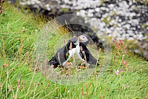 Puffins kissing on a grassy cliff on Staffa Island