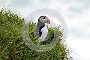 Puffins at Latrabjarg