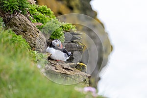 Puffins on Latrabjarg Cliffs