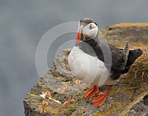 Puffins on the Latrabjarg cliffs, West Fjords, Iceland