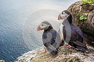 Puffins on the Latrabjarg cliffs, West Fjords, Iceland