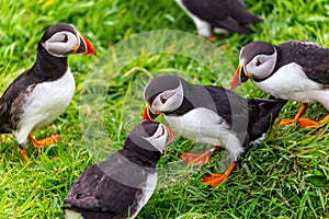 Puffins on Lunga Island