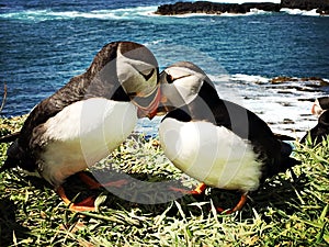 Puffins on Lunga island