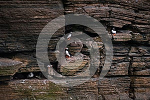 Puffins on Mainland, Orkney islands, Scotland