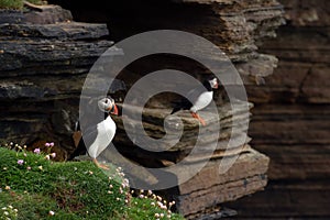 Puffins on Mainland, Orkney islands, Scotland