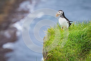 Puffins on Mykines cliffs and atlantic ocean. Mykines island, Faroe Islands, Europe