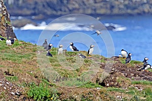 Puffins on a a nesting island in summer
