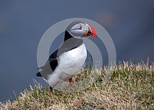 Puffins on overgrown rocky outcrop