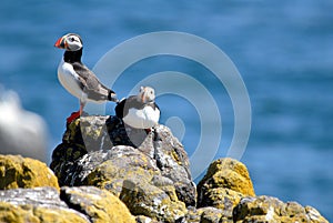 Puffins resting on rocks