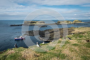 Puffins on the Scottish Island of Lunga, with tourist boat in background