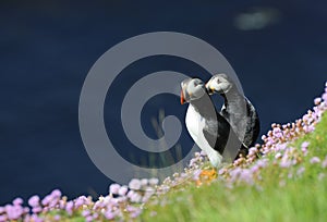 Puffins