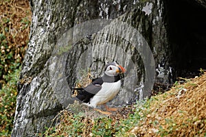 Puffins at the Skellig islands