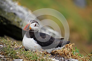 Puffins at the Skellig islands