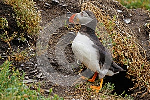 Puffins at the Skellig islands