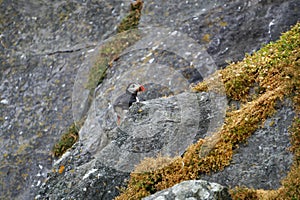 Puffins at the Skellig islands