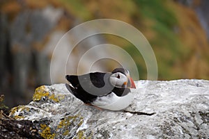 Puffins at the Skellig islands