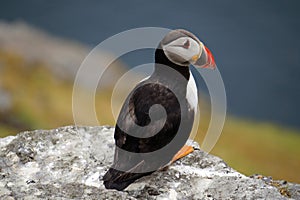 Puffins at the Skellig islands