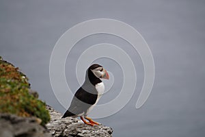 Puffins at the Skellig islands