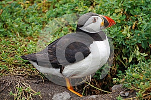 Puffins at the Skellig islands