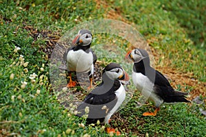 Puffins at the Skellig islands