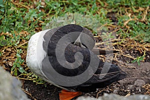 Puffins at the Skellig islands