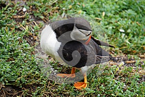 Puffins at the Skellig islands