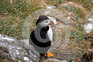 Puffins at the Skellig islands