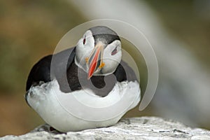 Puffins at the Skellig islands