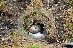 Puffins at the Skellig islands