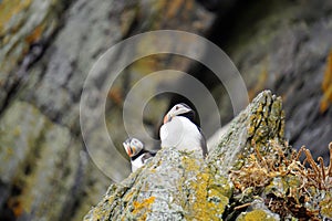 Puffins at the Skellig islands