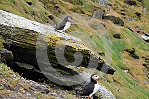 Puffins at the Skellig islands