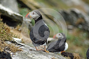 Puffins at the Skellig islands