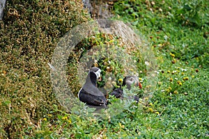 Puffins at the Skellig islands