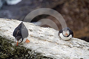 Puffins at the Skellig islands