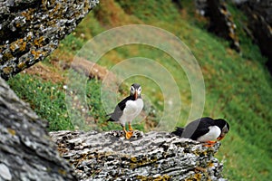 Puffins at the Skellig islands photo