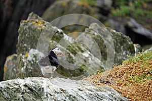 Puffins at the Skellig islands