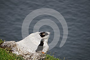 Puffins at the Skellig islands