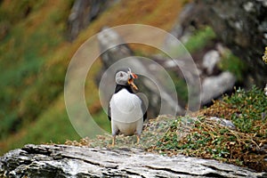 Puffins at the Skellig islands